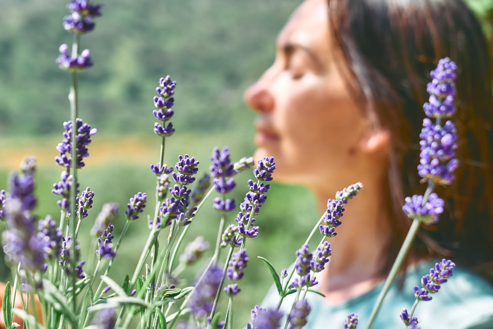 Lavender field